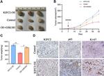 KIFC2 Antibody in Immunohistochemistry (Paraffin) (IHC (P))