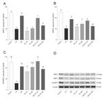 SIRT1 Antibody in Western Blot (WB)