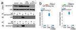 Glucocorticoid Receptor Antibody in Mass Spectrometry (MS)