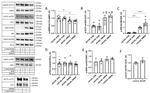 SGK1 Antibody in Mass Spectrometry (MS)