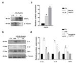 TNF alpha Antibody in Western Blot (WB)