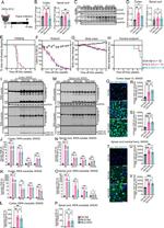 CHOP Antibody in Mass Spectrometry (MS)