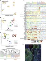 CRABP2 Antibody in Immunocytochemistry, Immunohistochemistry (Paraffin) (ICC/IF, IHC (P))