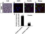 Paxillin Antibody in Immunocytochemistry (ICC/IF)