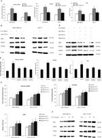 CCL5 (RANTES) Antibody in Neutralization (Neu)