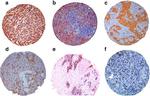 EBP50 Antibody in Immunohistochemistry (Paraffin) (IHC (P))