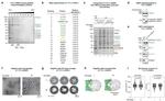 SRSF1 Antibody in Western Blot (WB)