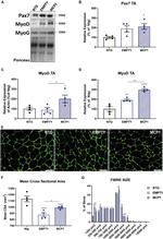 MYOD Antibody in Western Blot (WB)