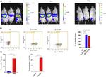 IL-15 Antibody in Flow Cytometry (Flow)