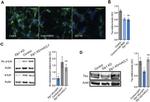 Tau Antibody in Western Blot (WB)