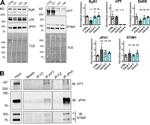 JPH1 Antibody in Western Blot (WB)