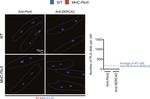 SERCA2 ATPase Antibody in Proximity Ligation Assay (PLA) (PLA)