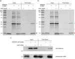 SELS Antibody in Western Blot (WB)