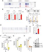 MUC1 Antibody in ChIP Assay (ChIP)