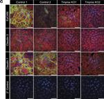 Rabbit IgG (H+L) Highly Cross-Adsorbed Secondary Antibody in Immunocytochemistry (ICC/IF)