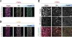 Mouse IgG (H+L) Cross-Adsorbed Secondary Antibody in Immunocytochemistry (ICC/IF)