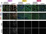 Mouse IgM (Heavy chain) Cross-Adsorbed Secondary Antibody in Immunohistochemistry (IHC)