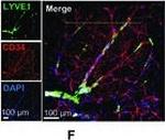 Rabbit IgG (H+L) Highly Cross-Adsorbed Secondary Antibody in Immunohistochemistry (IHC)