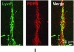 Goat IgG (H+L) Cross-Adsorbed Secondary Antibody in Immunohistochemistry (IHC)