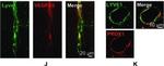 Goat IgG (H+L) Cross-Adsorbed Secondary Antibody in Immunohistochemistry (IHC)