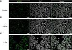 Rabbit IgG (H+L) Cross-Adsorbed Secondary Antibody in Immunohistochemistry (IHC)