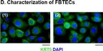 Rabbit IgG (H+L) Highly Cross-Adsorbed Secondary Antibody in Immunohistochemistry (Paraffin) (IHC (P))