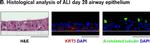 Mouse IgG (H+L) Highly Cross-Adsorbed Secondary Antibody in Immunohistochemistry (Paraffin) (IHC (P))