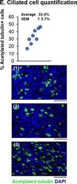 Mouse IgG (H+L) Highly Cross-Adsorbed Secondary Antibody in Immunohistochemistry (Paraffin) (IHC (P))