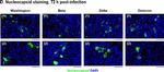 Mouse IgG (H+L) Highly Cross-Adsorbed Secondary Antibody in Immunohistochemistry (Paraffin) (IHC (P))