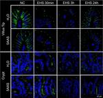 Rat IgG (H+L) Cross-Adsorbed Secondary Antibody in Immunohistochemistry (Paraffin) (IHC (P))