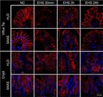 Rabbit IgG (Heavy chain) Secondary Antibody in Immunohistochemistry (Paraffin) (IHC (P))