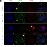 Goat IgG (H+L) Cross-Adsorbed Secondary Antibody in Immunohistochemistry (IHC)