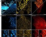 Rabbit IgG (H+L) Highly Cross-Adsorbed Secondary Antibody in Immunocytochemistry (ICC/IF)