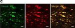 Sheep IgG (H+L) Cross-Adsorbed Secondary Antibody in Immunohistochemistry (IHC)