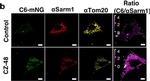 Mouse IgG (H+L) Highly Cross-Adsorbed Secondary Antibody in Immunocytochemistry (ICC/IF)