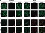 Guinea Pig IgG (H+L) Highly Cross-Adsorbed Secondary Antibody in Immunohistochemistry (IHC)