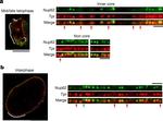 Rabbit IgG (H+L) Highly Cross-Adsorbed Secondary Antibody in Immunocytochemistry (ICC/IF)