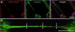 Mouse IgG (H+L) Cross-Adsorbed Secondary Antibody in Immunocytochemistry (ICC/IF)