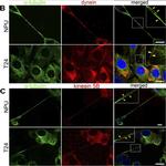 Mouse IgG (H+L) Cross-Adsorbed Secondary Antibody in Immunocytochemistry (ICC/IF)