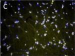 Rabbit IgG (H+L) Highly Cross-Adsorbed Secondary Antibody in Immunocytochemistry (ICC/IF)