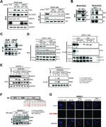 Androgen Receptor Antibody in Immunoprecipitation (IP)