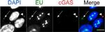 Rabbit IgG (H+L) Highly Cross-Adsorbed Secondary Antibody in Immunocytochemistry (ICC/IF)