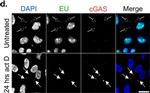 Rabbit IgG (H+L) Highly Cross-Adsorbed Secondary Antibody in Immunocytochemistry (ICC/IF)