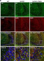 Rabbit IgG (H+L) Cross-Adsorbed Secondary Antibody in Immunohistochemistry (Frozen) (IHC (F))