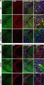 Rabbit IgG (H+L) Cross-Adsorbed Secondary Antibody in Immunohistochemistry (Frozen) (IHC (F))