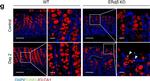 Rabbit IgG (H+L) Cross-Adsorbed Secondary Antibody in Immunocytochemistry (ICC/IF)