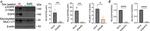 Rabbit IgG (H+L) Secondary Antibody in Western Blot (WB)