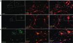 Mouse IgG (H+L) Cross-Adsorbed Secondary Antibody in Immunocytochemistry (ICC/IF)