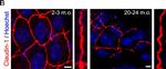 Rabbit IgG (H+L) Highly Cross-Adsorbed Secondary Antibody in Immunohistochemistry (IHC)