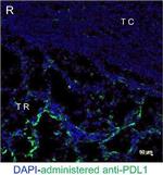 Rat IgG (H+L) Cross-Adsorbed Secondary Antibody in Immunohistochemistry (IHC)